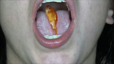 suraya fish skills gif