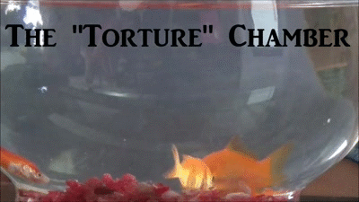 Torture Chamber