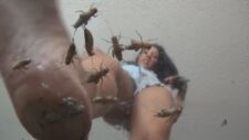 Stefania VS Crickets